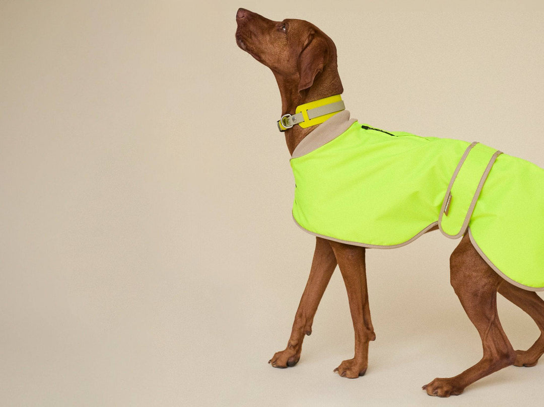 Neon Hundemantel für Windhunde & Jagdhunde – wasserdicht & warm gefüttert