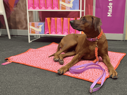 THE STUDIO BLANKET – ultraweiche Hundedecke (100 × 80 cm) - lumiies - high visibility