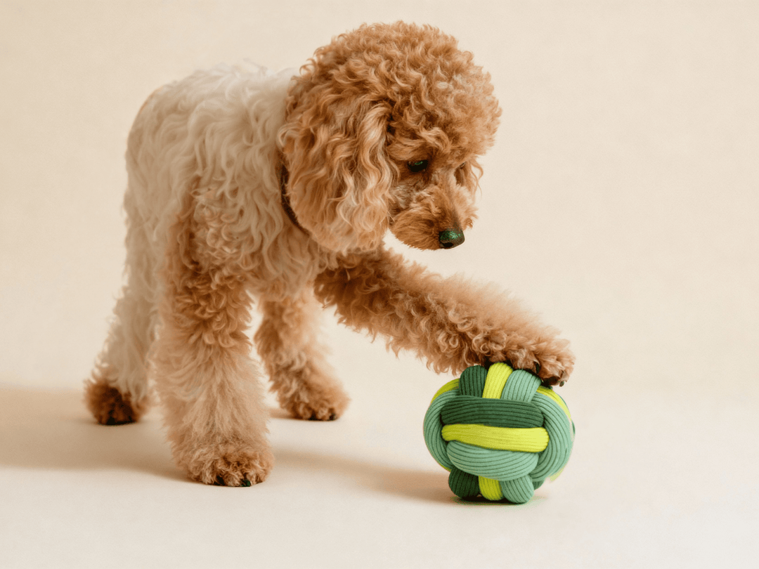 Pudel spielt mit Twisty Ball Schnüffelball zur mentalen Auslastung
