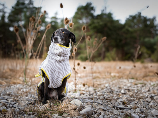 THE ZEBRA BATHROBE (Hundebademantel für alle Hunderassen) - lumiies - high visibility