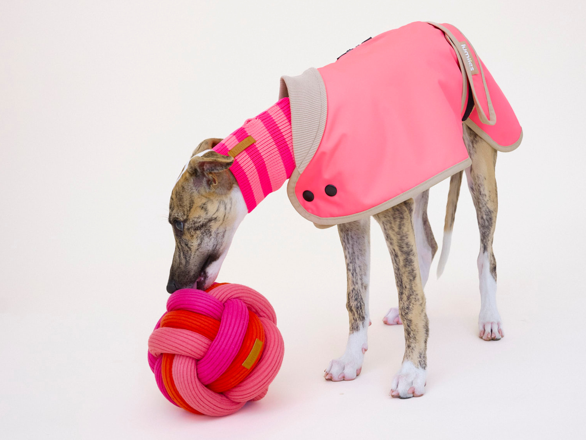 Whippet-Welpe im pinken Hundemantel schnüffelt am The Twisty Ball Berry Twist, Schnüffelball für Hunde von lumiies in Pink